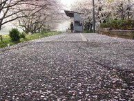 浦ノ崎駅　桜　じゅうたん