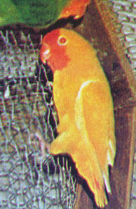 NSL lutino   Agapornis pullarius (Orangeköpfchen) 