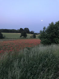 Natur entdecken im Naturpark Uckermärkische Seen.