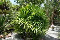Rhapis exelsa