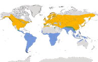 Karte zur Verbreitung der Rauchschwalbe (Hirundo rustica)