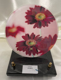 Gerbera - 115 €