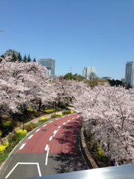 最も喜んでいただけた、東京ミッドタウンの桜通り♫空気まで新鮮に感じた。