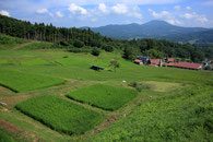 山吹棚田(大東町大原)