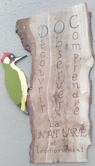plumage vert / pivert / DOC Nature Somme Animation