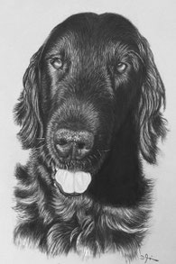 Argusdog. Für alle Mensch-Hund Teams