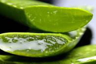 qu'est ce que l'aloe vera - côté nature 83 - toulon