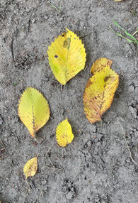 Ulmenblätter im Herbst, Brandlbad-Wiese, Neuburg. (Photo: P. Holleis, 26. Oktober 2021)