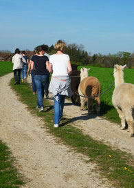 Entspannter geht es kaum - bei einer Wanderung an der frischen Luft mit unseren Alpakas und Lamas.