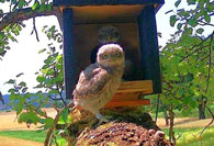 Steinkauz Nestling; Foto: R. Assmann