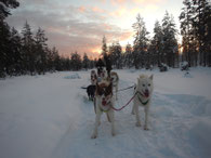 Sled dog tours