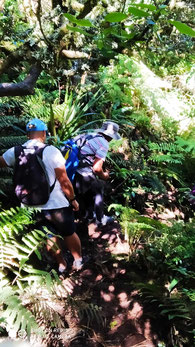 Ile de  La Réunion/Plaine des Cafres: Deux randonneurs dans la forêt vierge