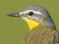 Wiesenschafstelze (Motacilla flava flava)