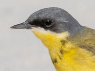 Thunbergschafstelze (Motacilla flava thunbergi)