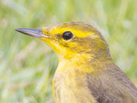 Wolgaschafstelze (M. f. lutea)