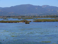 Stagno di Santa Gilla