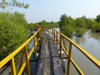 255 m langer Brückenzugang auf Betonpfeilern, durch die sumpfigen Mangroven