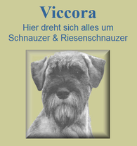 viccora, Zuchtschau, Schnauzer von Viccora