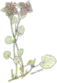 faire de la botanique poétique avec L'Épi Sauvage - activités & sorties botaniques