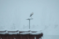 Er traf als erstes ein und trotzte dem Winterwetter auf einer Lampe in Schönebeck-Frohse (Foto: Agnes Schulz)