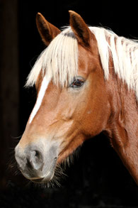 Holsteins Sunny Day - Deutsches Reitpony v. FS Disagio x Horsegate Minstrel/ Nantario