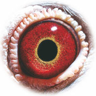 Original Auge von 626