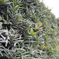 にしびにつよい樹木,植物