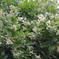 西日,強い,植物
