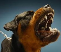 Permis Détension De Chiens Dangereux Dogs Solutions