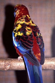 Mottle   Platycercus elegans (Pennantsittich) 