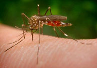 Stechmücke überträgt das Zika-Virus