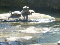Foto: Heidrun Langer - lebende Schildkröten im Wesrpark
