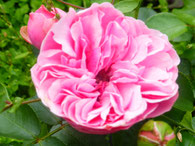 Rosengarten in München - Rose - Foto: Heidrun Langer