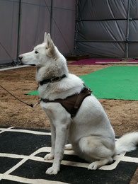 éducation canine clicker training harnais animalin husky