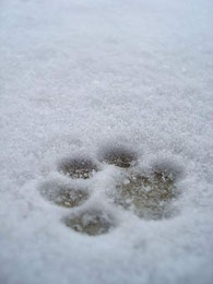 trace d'une patte d'un chien dans la neige par coach canin 16 éducateur canin en charente