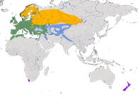 Karte zur Verbreitung des Buchfinks (Fringilla coelebs).
