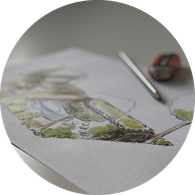 Kolorierte Zeichnung, Entwurf, Gestaltungsplan, naturnaher Garten