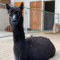 Alpaka im Paddock entspannt liegend