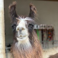 Lama auf der Weide beim Patentreffen