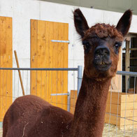 Alpaka Chino ist der Aufpasser der Herde und hat immer alles im Blick
