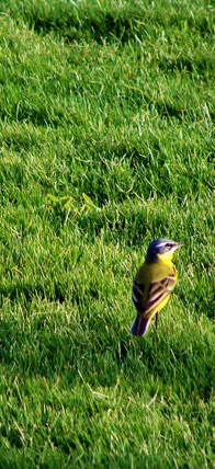 bird / Photo de Crystal Jones