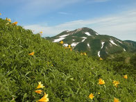 南縦走路のニッコウキスゲと白山本峰