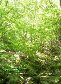 美しい新緑の森。素敵でしたー★