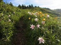 チブリ尾根、ササユリ咲く登山道