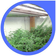 Die Verwendung von T5 - Growlampen (LSR-Leuchtstoffröhren) für den Cannabis-Anbau