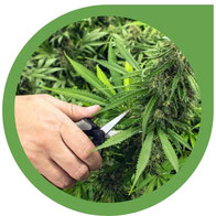 Wie und wann Cannabis Pflanzen ernten