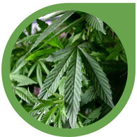 das vegetative Stadium - wachstumsphase cannabis
