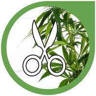 Cannabis Pflanzen beschneiden - Wie & wann Cannabis beschneiden