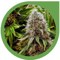 Wie man große Cannabis Blüten erhält & den Ertrag erhöht