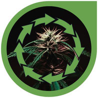 Der Lebenszyklus von Cannabis Pflanzen - Alle Wachstums-Stadien
